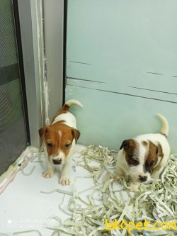 Jack Russel Di̇şi̇ Erkek Yavrularımız 2