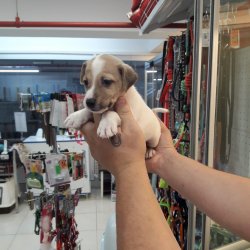 Jack Russel Di̇şi̇ Erkek Yavrularımız 1