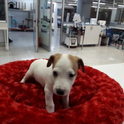 Jack Russel Di̇şi̇ Erkek Yavrularımız 1