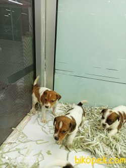 Jack Russel Di̇şi̇ Erkek Yavrularımız 3