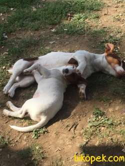 Jack Russel Disi Ve Erkek 1