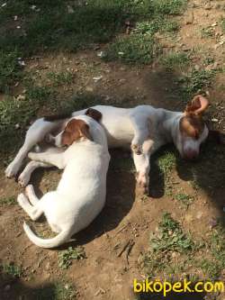 Jack Russel Disi Ve Erkek 2