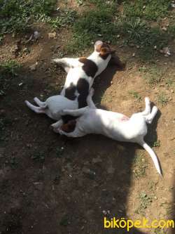 Jack Russel Disi Ve Erkek 3