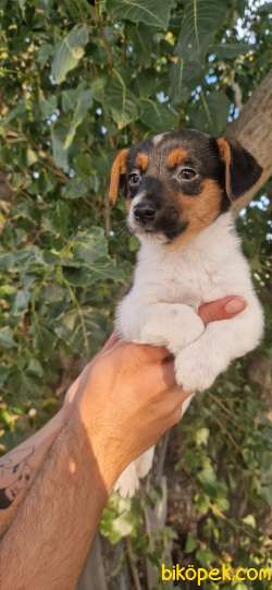 Jack Russel Erkek Yavrular 3