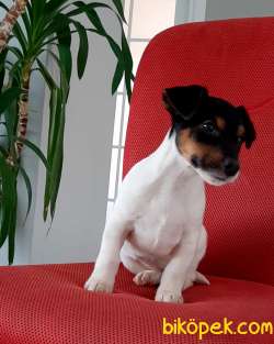JACK RUSSEL TERR YAVRULARI 5