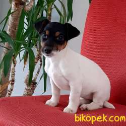 JACK RUSSEL TERR YAVRULARI 1