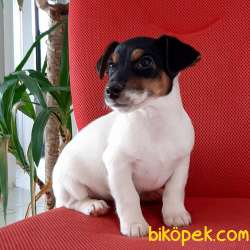 JACK RUSSEL TERR YAVRULARI 3