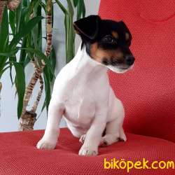 JACK RUSSEL TERR YAVRULARI 2