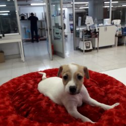 Jack Russel Terri̇er Di̇şi̇ Erkek Yavrularımız 1