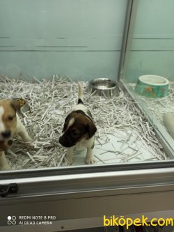 Jack Russel Terri̇er Di̇şi̇ Erkek Yavrularımız 2