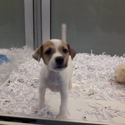Jack Russel Terri̇er Di̇şi̇ Erkek Yavrularımız 1
