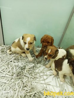 Jack Russel Terri̇er Di̇şi̇ Erkek Yavrularımız 3