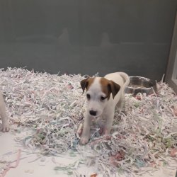 Jack Russel Terri̇er Di̇şi̇ Erkek Yavrularımız 1
