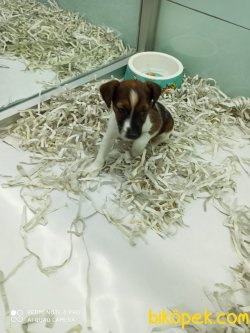 Jack Russel Terri̇er Di̇şi̇ Erkek Yavrularımız 2