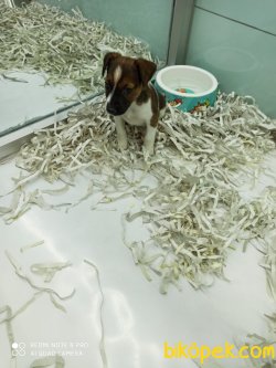 Jack Russel Terri̇er Di̇şi̇ Erkek Yavrularımız 3