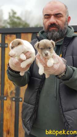 JACK RUSSEL TERRİER YAVRU 3