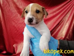Jack Russel Terrier Yavrularımız 5