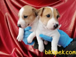 Jack Russel Terrier Yavrularımız 4