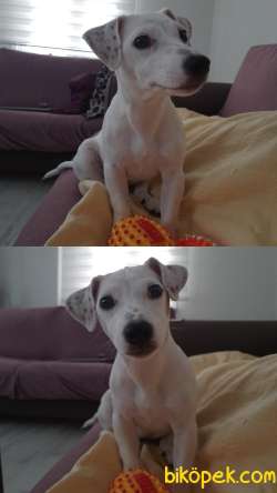 Jack Russel Yavru 3