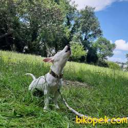 Jack Russel Yavru 2