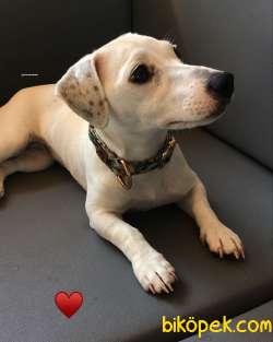 Jack Russel Yavru 1