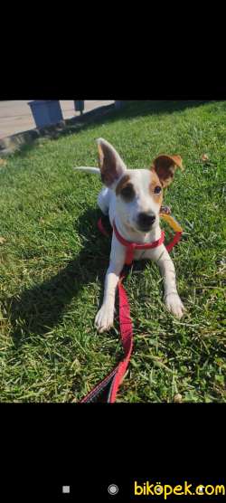 Jack Russel Yavru 5