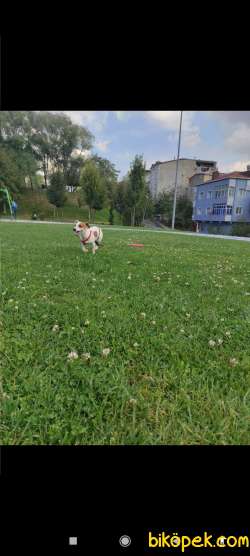 Jack Russel Yavru 2