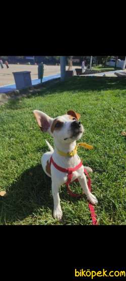 Jack Russel Yavru 4
