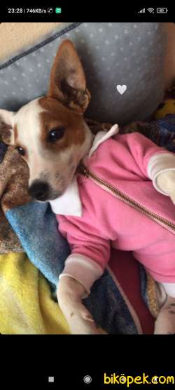 Jack Russel Yavru 1