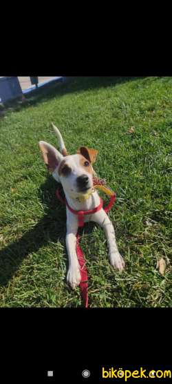 Jack Russel Yavru 3