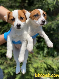 JACK RUSSEL YAVRULAR 3
