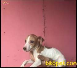 JACK RUSSEL YAVRULAR 2