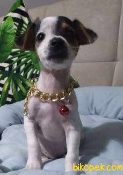 JACK RUSSEL YAVRULAR 2