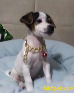 JACK RUSSEL YAVRULAR 3