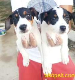 JACK RUSSEL YAVRULAR 2