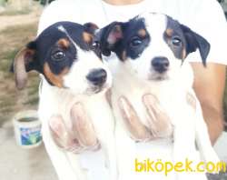 JACK RUSSEL YAVRULAR 1