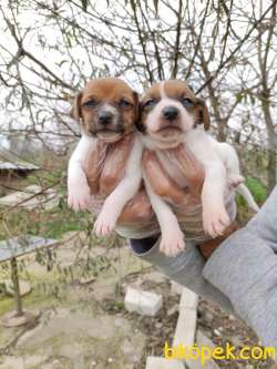 JACK RUSSEL YAVRULAR 1