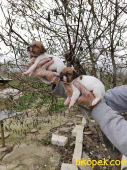 JACK RUSSEL YAVRULAR 2