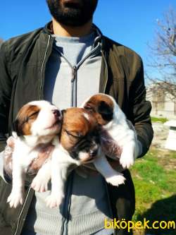 JACK RUSSEL YAVRULAR 4