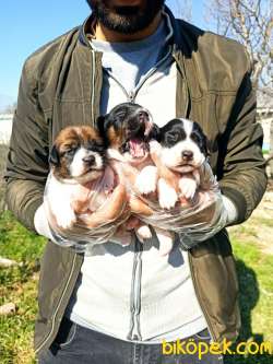 JACK RUSSEL YAVRULAR 2