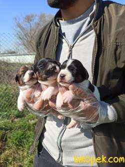 JACK RUSSEL YAVRULAR 3