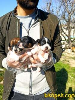 JACK RUSSEL YAVRULAR 4