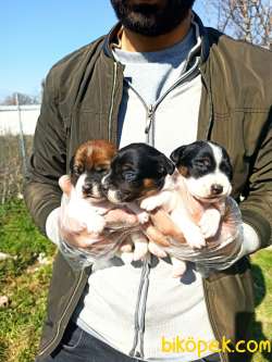 JACK RUSSEL YAVRULAR 3