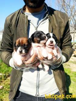 JACK RUSSEL YAVRULAR 2