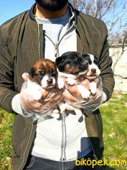 JACK RUSSEL YAVRULAR 1