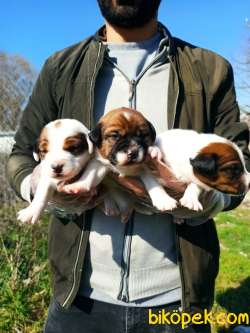 JACK RUSSEL YAVRULAR 1