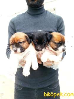 JACK RUSSEL YAVRULAR 3