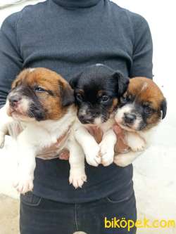 JACK RUSSEL YAVRULAR 2
