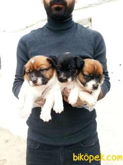 JACK RUSSEL YAVRULAR 3