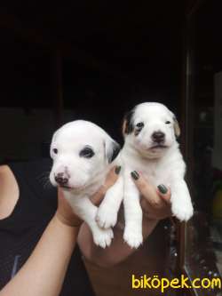 JACK RUSSEL YAVRULAR 4